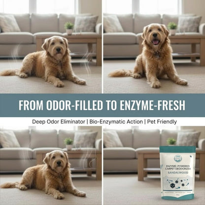 Enzyme-Powered Carpet Deodorizer (Powder) - Sandalwood | Natural Pet Odor Eliminator | Bio-Enzymatic Formula, Premium Performance, Eco Friendly | 16 oz