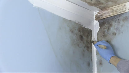 qt Zinsser 276087 White Zinsser, Mold Killing Primer Water-Based Mold Killing Primer