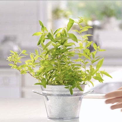 Mrs. Meyer's Tub and Tile Cleaner, Lemon Verbena - (Case of 6 - 33 fl oz)