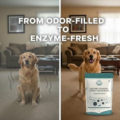 Enzyme-Powered Carpet Deodorizer (Powder) - Pumpkin Spice Scent | Natural Pet Odor Eliminator | Bio-Enzymatic Formula, Premium Performance, Eco Friendly | 16 oz