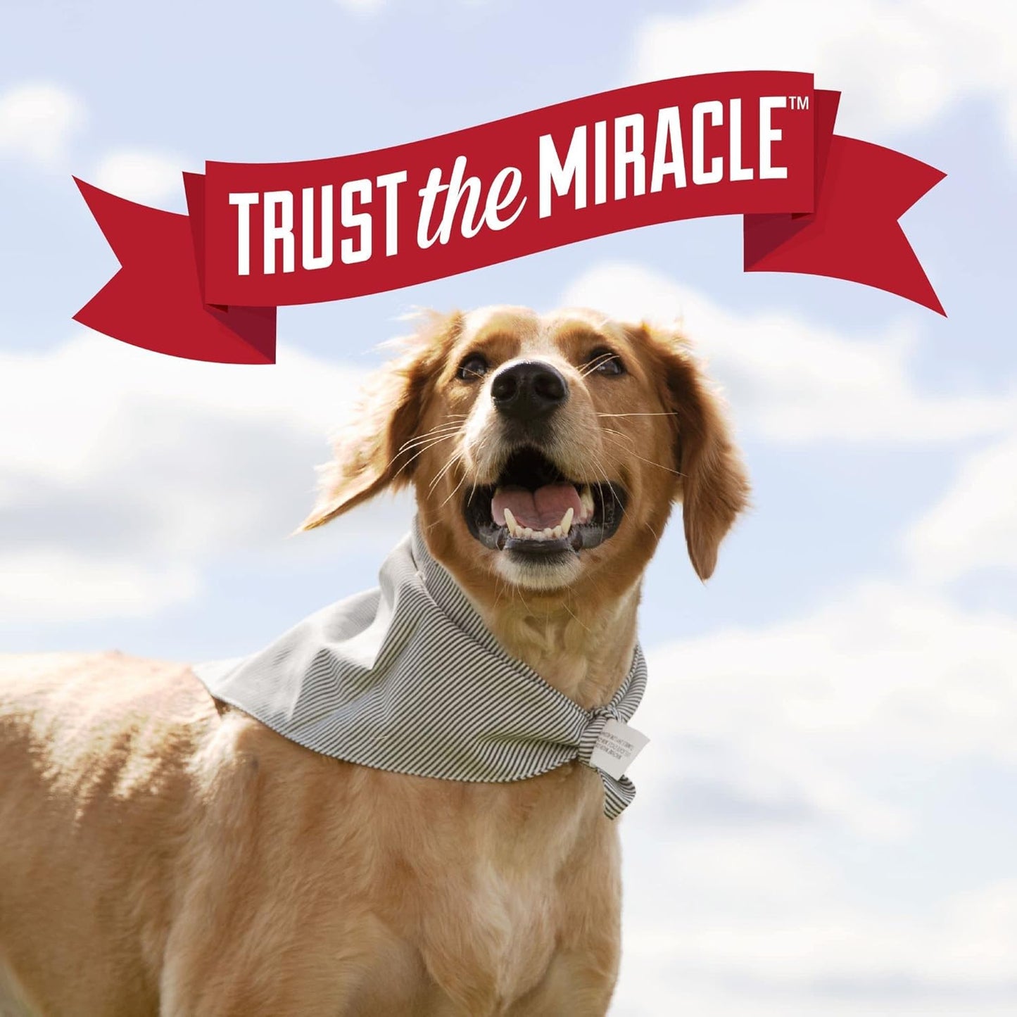 Nature's Miracle Urine Destroyer Plus for Dogs, Enzymatic Formula for Severe Dog Urine Stains, 32 oz