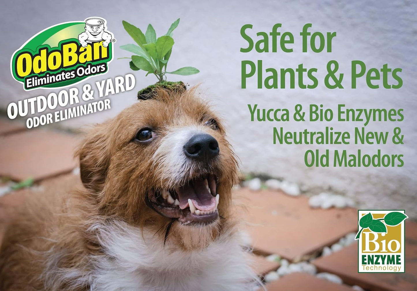 OdoBan Outdoor and Yard Odor Eliminator, Plant-Friendly Formula, Made in the USA, Clean Fresh Scent, 32 Fluid Ounce Bottle with Hose End Sprayer