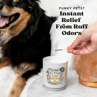 Pet-Pourri Pawsitively Fresh Pet Odor Deodorizer Candle, Burns Up to 45 Hours, Aromatherapy & Air Freshener with Essential Oils, Plant Based Ingredients & Wax, Vet Approved, Jasmine Pear Scent