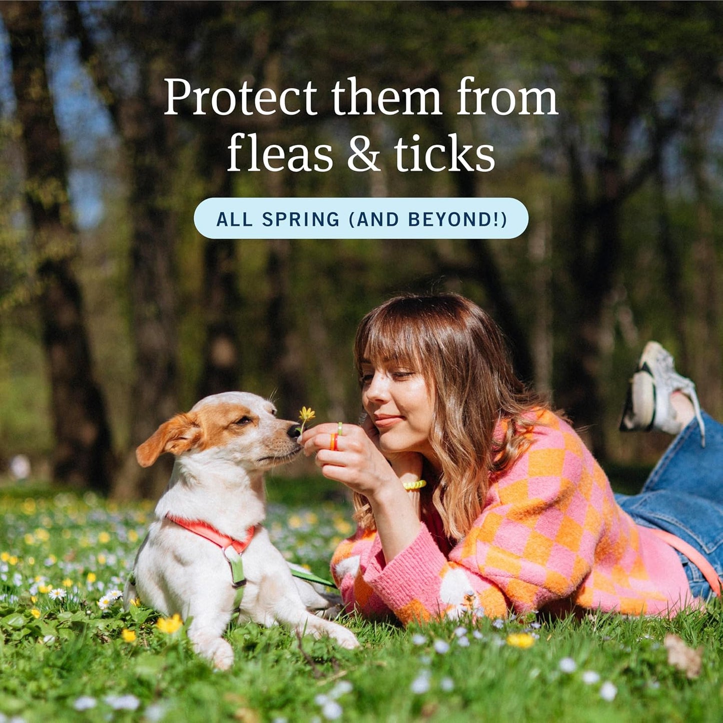PETARMOR Home Carpet Powder for Fleas and Ticks, Protect Your Home From Fleas and Deodorizes Carpets, 16 Ounce